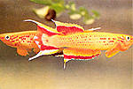 Saisonfisch - Aphyosemion australe