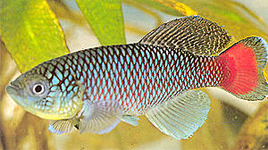 Saisonfisch - Nothobranchius neumanni