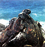 Galapagos-Echse