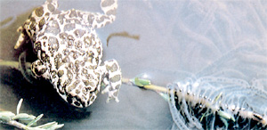 Die typischen Eischnre der Wechselkrte (Bufo viridis), die auch "Grne Krte"genannt wird.