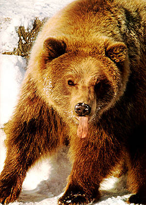 Grizzly - Der große Graue