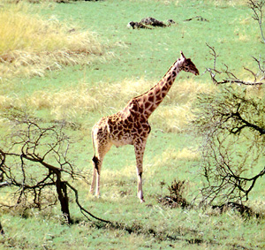 Giraffen fressen fast stndig