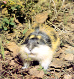 Lemming