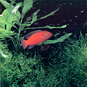 Roter Cichlide (Hemichromis bimaculatus)