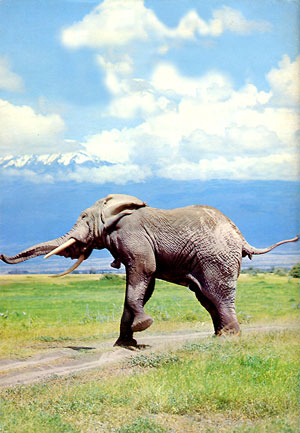 Elefant im Amboseli-Reservat